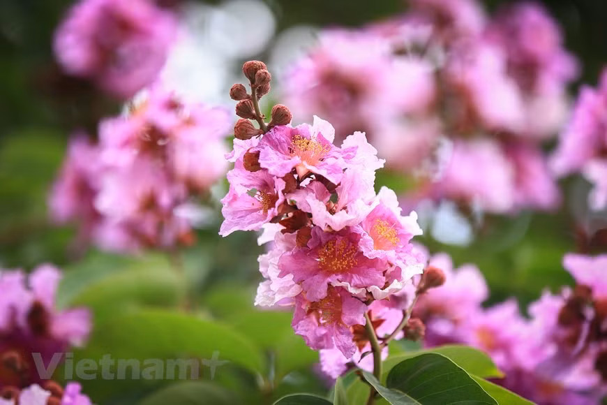 Flores de Bang lang exhiben diversos tonos del color purpura. (Foto: Vietnamplus) Flores de Bang lang exhiben diversos tonos del color purpura. (Foto: Vietnamplus)