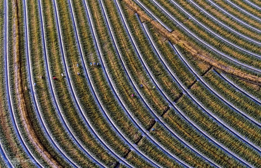 La obra "Sobre las granjas de sandías" captura la escena de los agricultores en vísperas del Año Nuevo Lunar (Tet) en Tan Lap. (Foto: vnexpress.net)