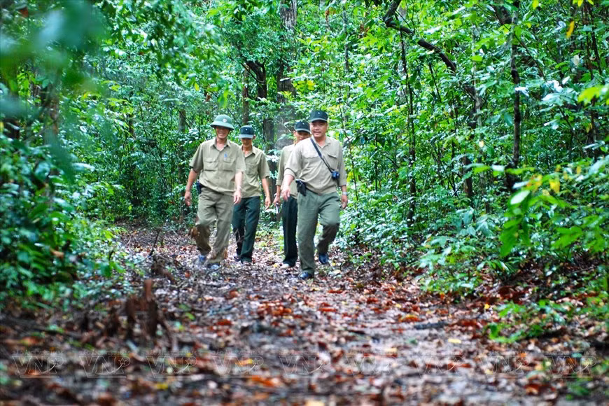 Actividades de patrullaje para la protección forestal de los guardabosques en la reserva natural Binh Chau - Phuoc Buu. (Fuente:VNA)
