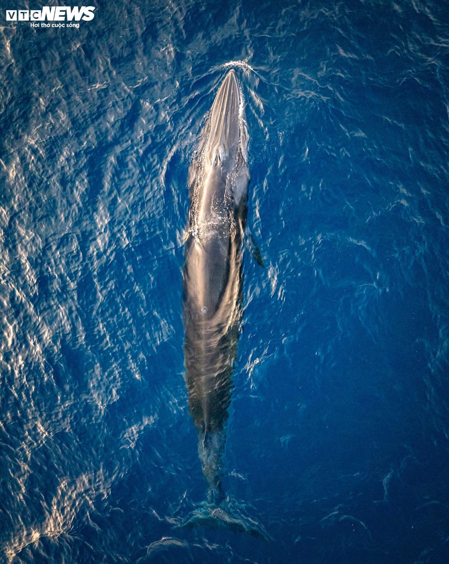 Las ballenas de Bryde suelen migrar con pequeños bancos de peces para cazar, y como especie que prefiere las aguas limpias, su aparición en aguas de Huai Hai es una señal positiva para el medio marino y los recursos pesqueros locales.