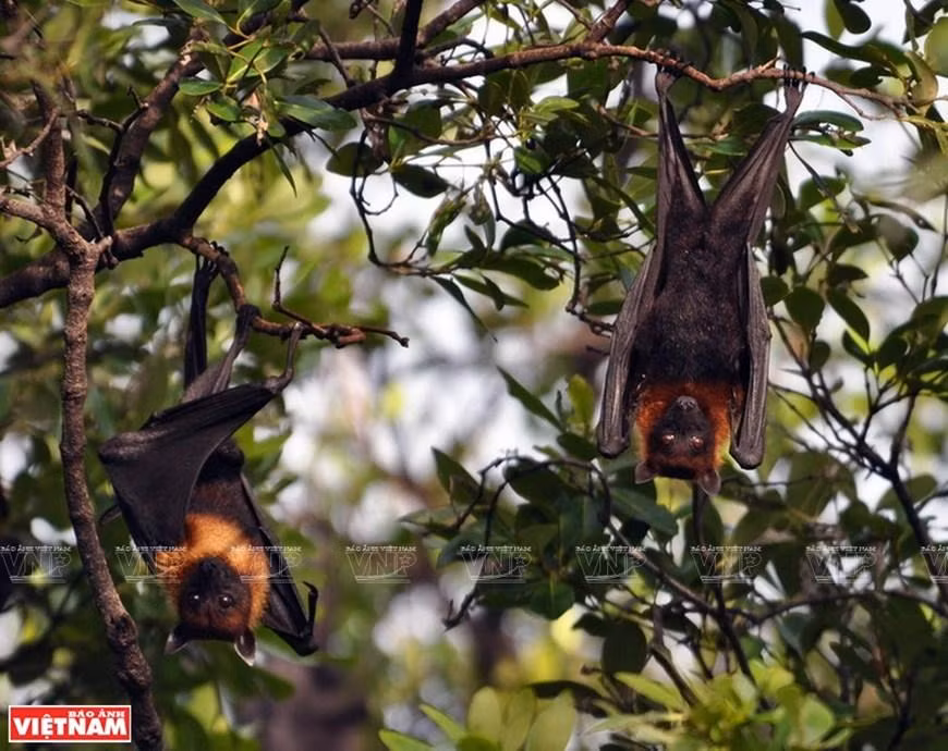 Vida salvaje en el Parque Nacional U Minh Thuong. (Fotografía: VNA)