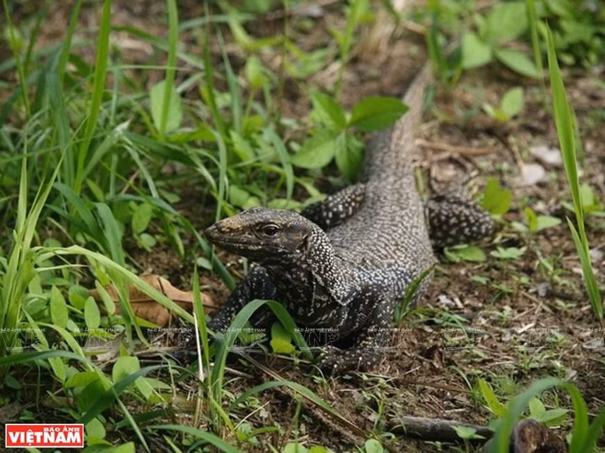Vida salvaje en el Parque Nacional U Minh Thuong. (Fotografía: VNA)