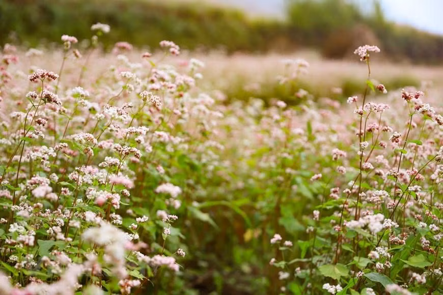 En los últimos años, los campos de flores de alforfón se han considerado como uno de los principales destinos turísticos de la meseta rocosa de Dong Van. Este año, el octavo festival al respecto se inaugurará el 26 de noviembre en el distrito de Dong Van (Ha Giang) con el tema "La vitalidad de la meseta rocosa" (Foto: Vietnam+). En los últimos años, los campos de flores de alforfón se han considerado como uno de los principales destinos turísticos de la meseta rocosa de Dong Van. Este año, el octavo festival al respecto se inaugurará el 26 de noviembre en el distrito de Dong Van (Ha Giang) con el tema "La vitalidad de la meseta rocosa" (Foto: Vietnam+).