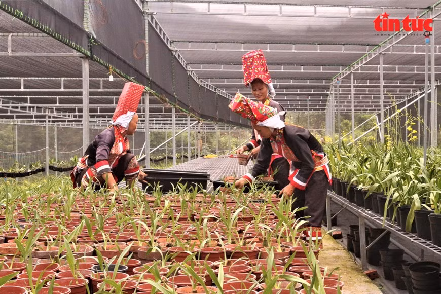 Personas de minorías étnicas en la comuna de Dong Van cuidan las flores en la Cooperativas Hoa Binh Lieu.