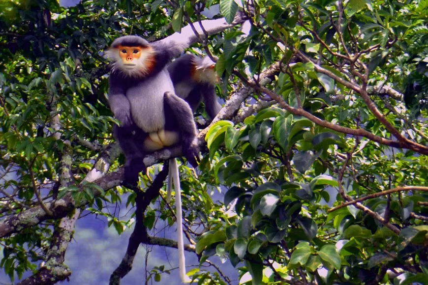 Dos douc de patas grises (Pygathrix cinerea) en el Parque Nacional Kon Ka Kinh, un área central de la Reserva Mundial de Biosfera Kon Ha Nung. Dos douc de patas grises (Pygathrix cinerea) en el Parque Nacional Kon Ka Kinh, un área central de la Reserva Mundial de Biosfera Kon Ha Nung.