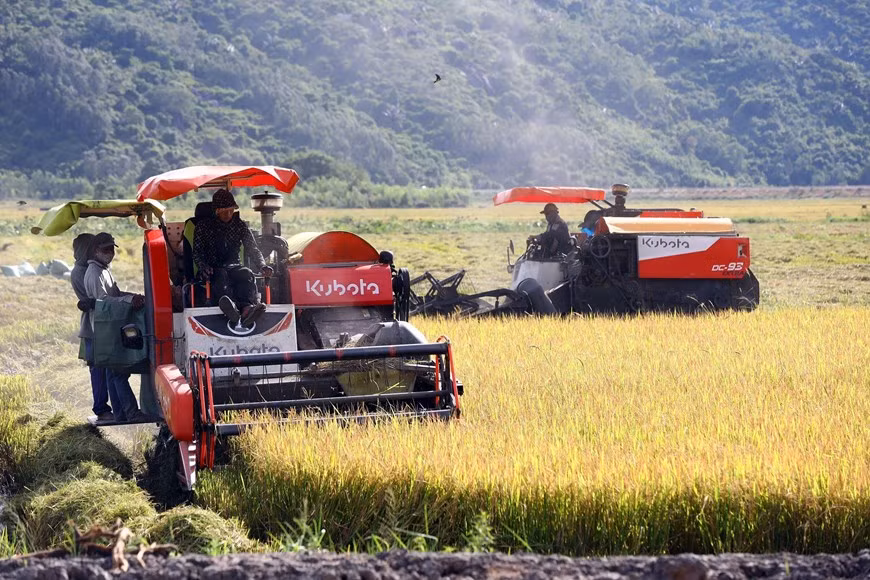 Cosecha de arroz verano-otoño en la ciudad de Dong Hoa.