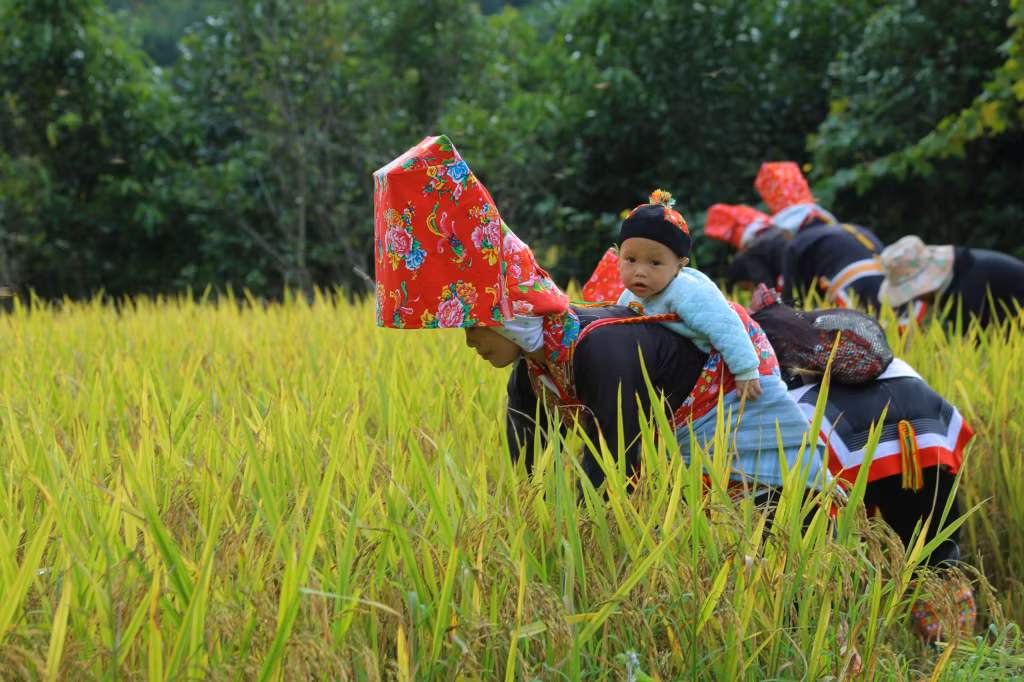 Los niños siguen a sus madres a los campos donde se cosecha el arroz.