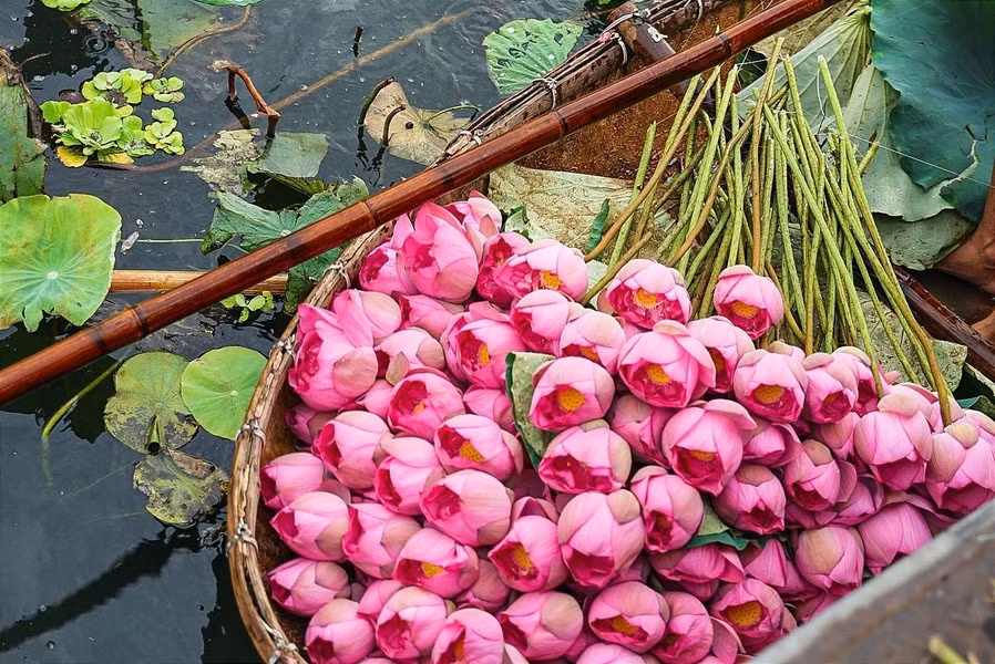 Las flores de loto de Bach Diep utilizadas para marinar el té se recogen entre las 4:00 y las 5:00 de la mañana, cuando no hay luz solar y las flores todavía están llenas de rocío. Cuando la fragancia sigue sellada por los pétalos finos y frescos es el momento de dar el mejor aroma. Las flores de loto de Bach Diep utilizadas para marinar el té se recogen entre las 4:00 y las 5:00 de la mañana, cuando no hay luz solar y las flores todavía están llenas de rocío. Cuando la fragancia sigue sellada por los pétalos finos y frescos es el momento de dar el mejor aroma.