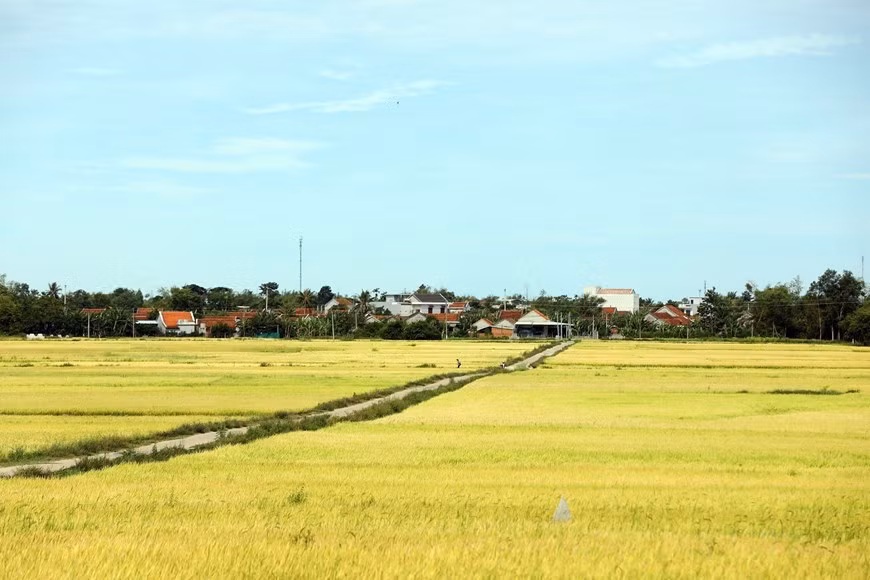 La imagen de los extensos campos de arroz atrae a los turistas cuando vienen a Phu Yen.
