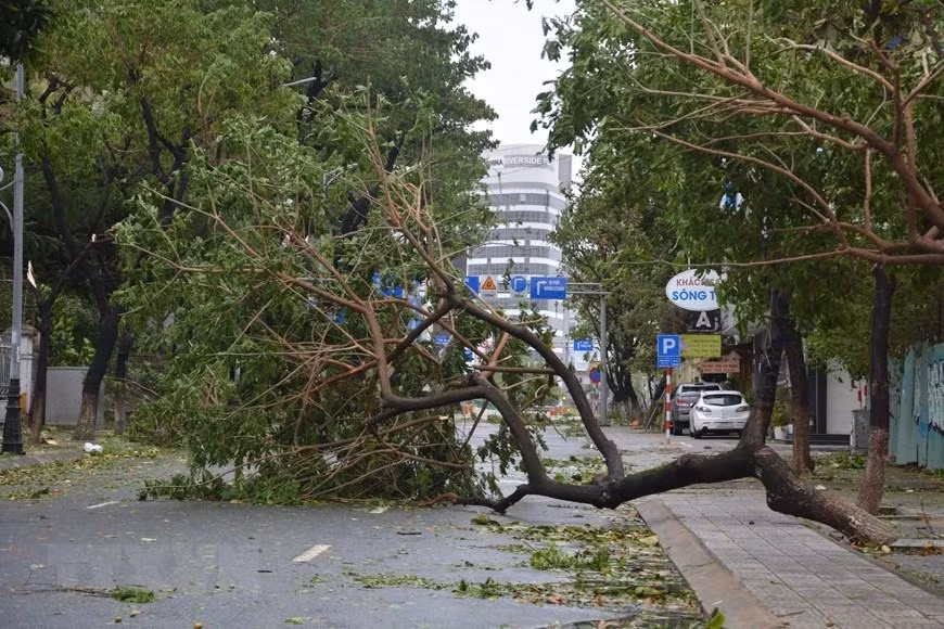 Diversos árboles fueron arrancados de raíz por el tifón. (Foto: VNA)