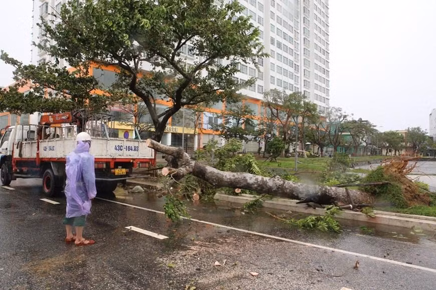 Manejo de árboles caídos a consecuencia de la tormenta Noru, para garantizar el tráfico en las carreteras de Da Nang. (Foto: VNA)