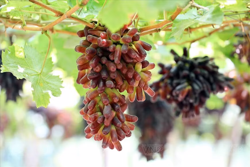 La uva NH04-102 tiene una forma larga, parecida al dedo. Cada fruta pesa de cuatro a cinco gramos, mientras que cada racimo pesa de 300 a 500 gramos. Su dulzor oscila del 16 al 20 por ciento, dependiendo de la condición de cultivo.