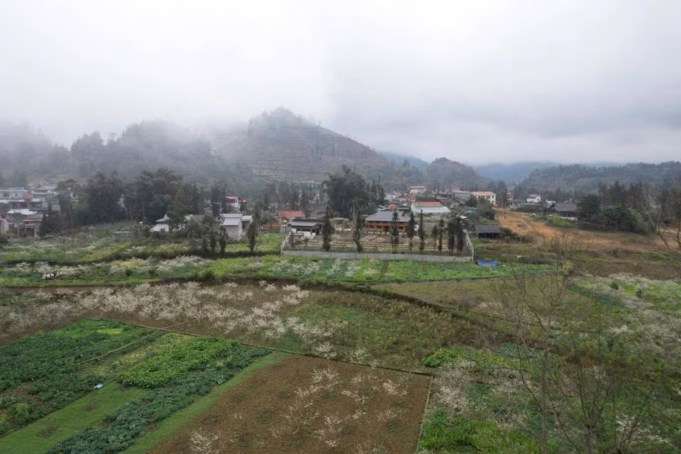Grandes jardines de ciruelos adornan las montañas y los bosques de Bac Ha con un color blanco puro a principios de la primavera.