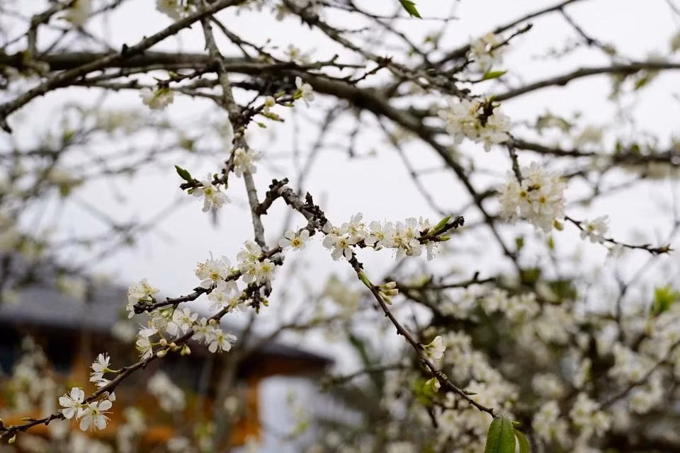 Las flores del ciruelo de Bac Ha tienen una belleza suave y pura.