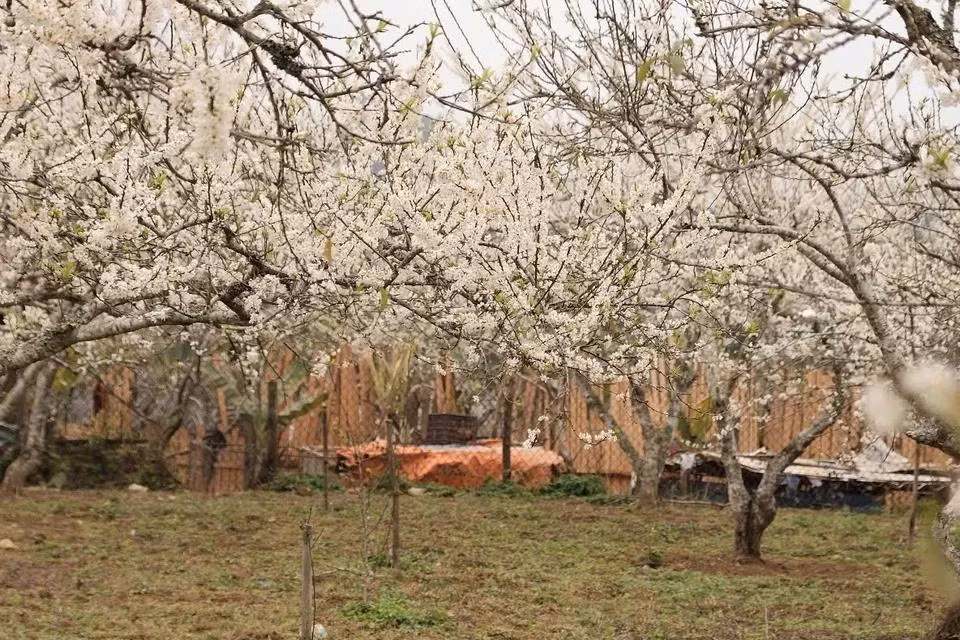 Grandes jardines de ciruelos adornan las montañas y los bosques de Bac Ha con un color blanco puro a principios de la primavera.