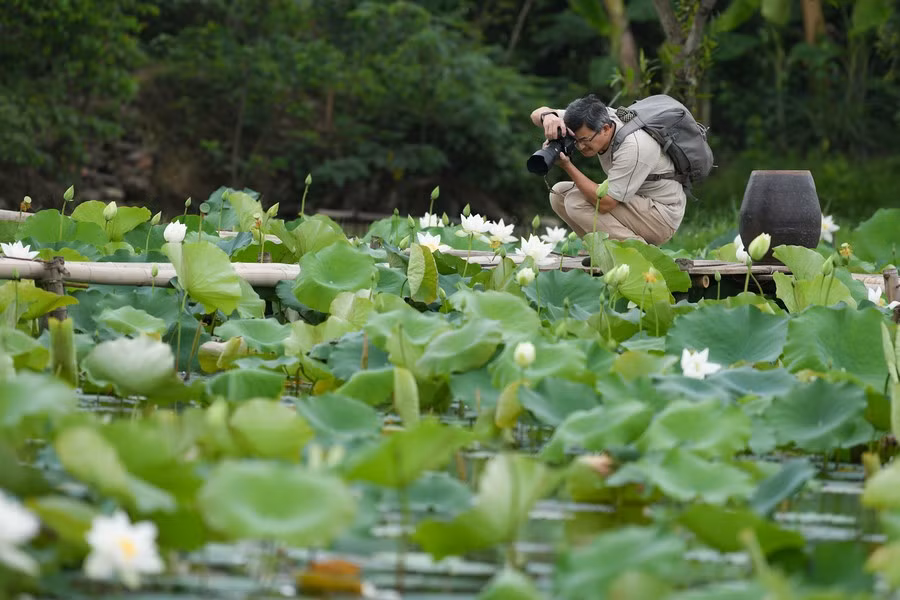 En la temporada de floración, el estanque es el destino fotográfico favorito de muchas personas.