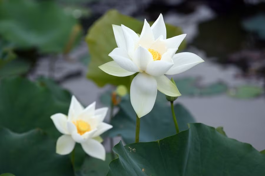 Las flores tienen una fragancia apasionada, suave y agradable.