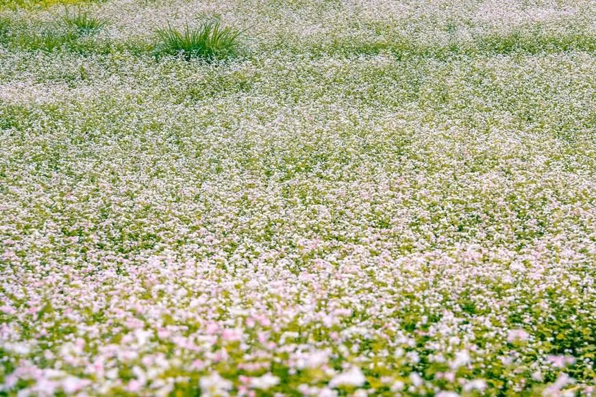 El festival de flores de alforfón aquí se celebra todos los años en la meseta rocosa de Ha Giang, para honrar la belleza de las flores típicas de las montañas de esta provincia y resaltar las características de la cultura de la etnia minoritaria Mong. (Foto: Vietnam+) El festival de flores de alforfón aquí se celebra todos los años en la meseta rocosa de Ha Giang, para honrar la belleza de las flores típicas de las montañas de esta provincia y resaltar las características de la cultura de la etnia minoritaria Mong. (Foto: Vietnam+)