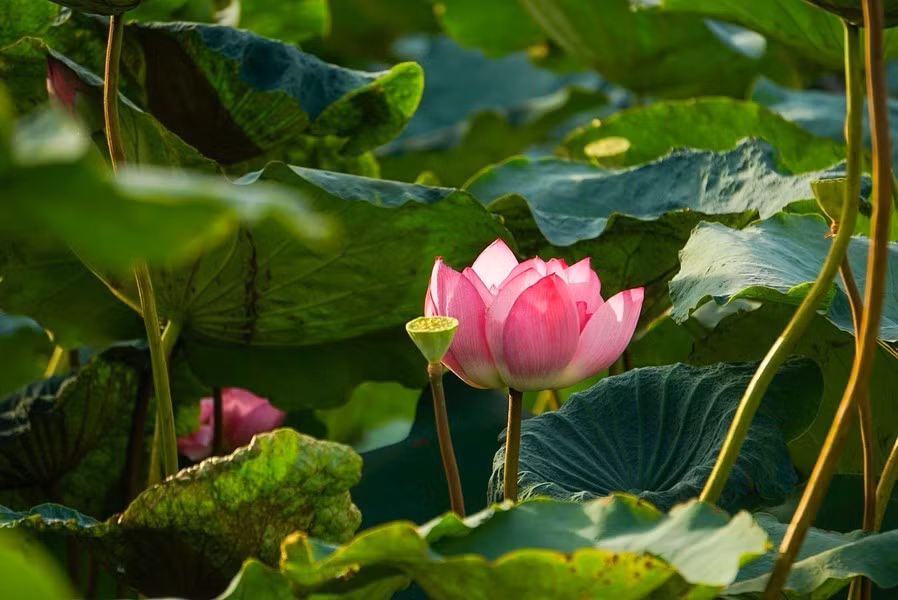 La belleza pura y especial de la flor de loto de Bach Diep en el Lago del Oeste. La belleza pura y especial de la flor de loto de Bach Diep en el Lago del Oeste.