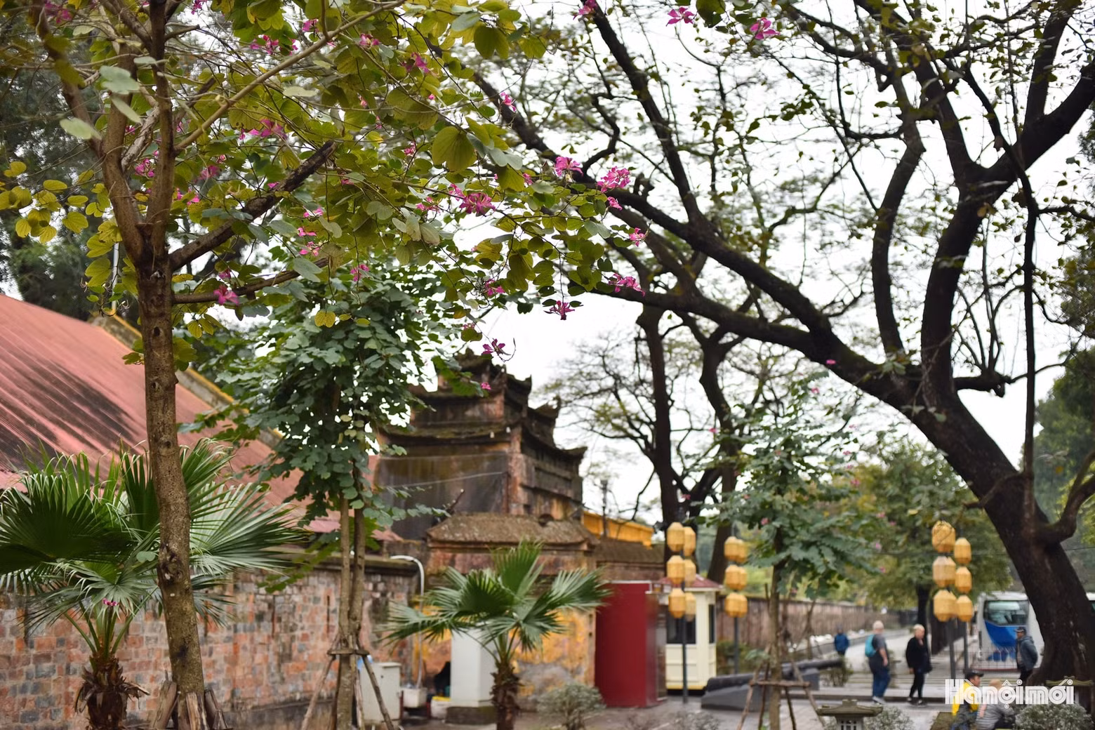 Por estos días, en muchas calles de la capital también brotan las flores ‘mong bo’ (bauhinia purpurea).