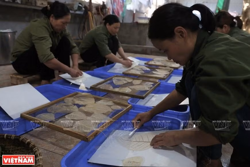 Los pobladores limpian con meticulosidad las hojas de Bodhi. (Foto: VNA) Los pobladores limpian con meticulosidad las hojas de Bodhi. (Foto: VNA)