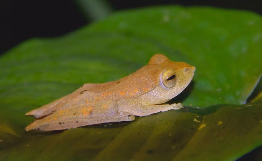 Una rana Robertinger, conocida científicamente como Rhacophorus robertingeri. Una rana Robertinger, conocida científicamente como Rhacophorus robertingeri.