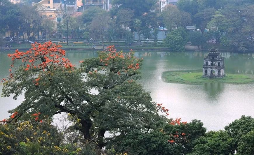 Flores de algodoneros rojos tiñen de bermellón el cielo de Hanói. (Foto: VNA)