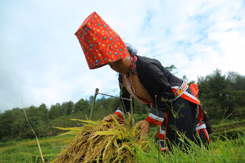 Tras terminar la cosecha, las mujeres llevan gavillas de arroz a casa.