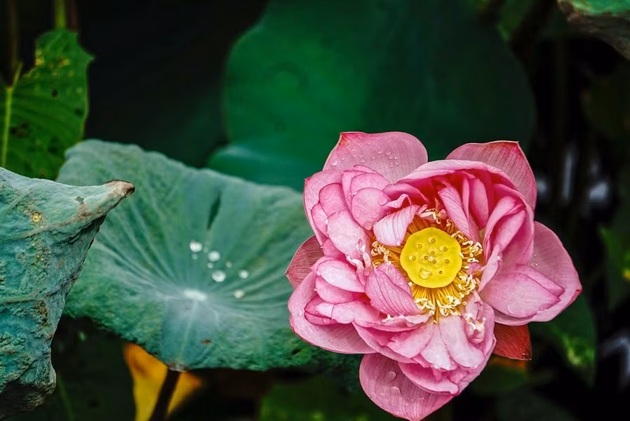 Desde hace mucho tiempo, la imagen del loto se ha vuelto familiar para los habitantes de Vietnam y de muchos países asiáticos, como una flor que simboliza la belleza brillante, noble y pura.