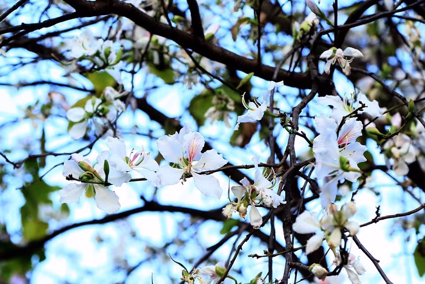 Las flores de Ban brotan en la ciudad de Son La, en la homónima provincia norteña.