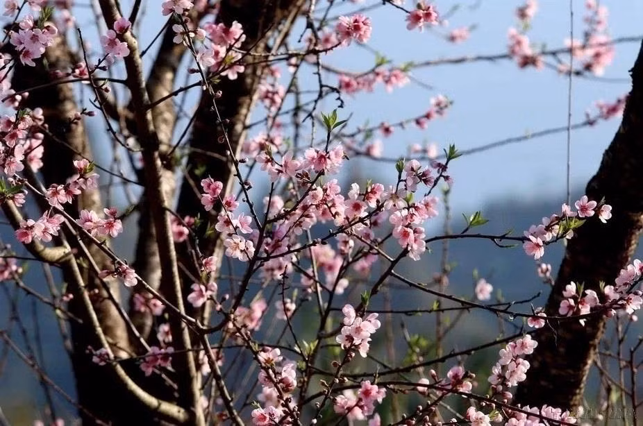 La imagen vibrante de las flores de durazno simboliza un año próspero y feliz.