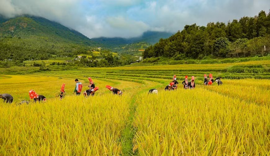 El turismo es un sector que genera ingresos a pobladores de Binh Lieu en los últimos años. La belleza de las montañas con innumerables flores de juncos en los puntos fronterizos deviene una atracción para los turistas que visitan Binh Lieu.