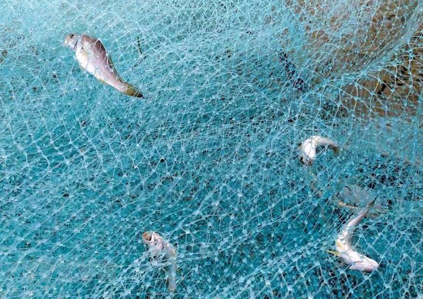 Peces atrapados en la malla.