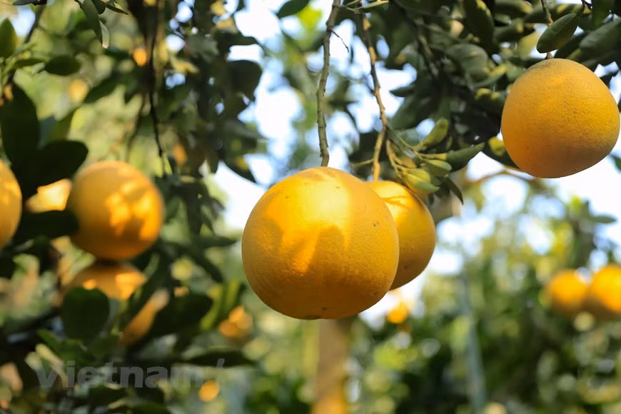 Cada árbol de pomelo de Dien, de más de siete años, produce de 50 a 70 frutas. Los de mayor antigüedad podrían producir más de 100, cada árbol.