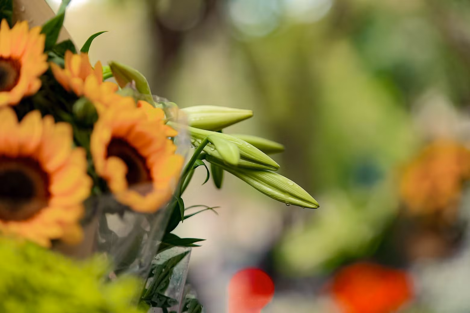 En Hanói, los lirios se plantan en grandes jardines como Tay Tuu, Quang Ba y Nhat Tan.
