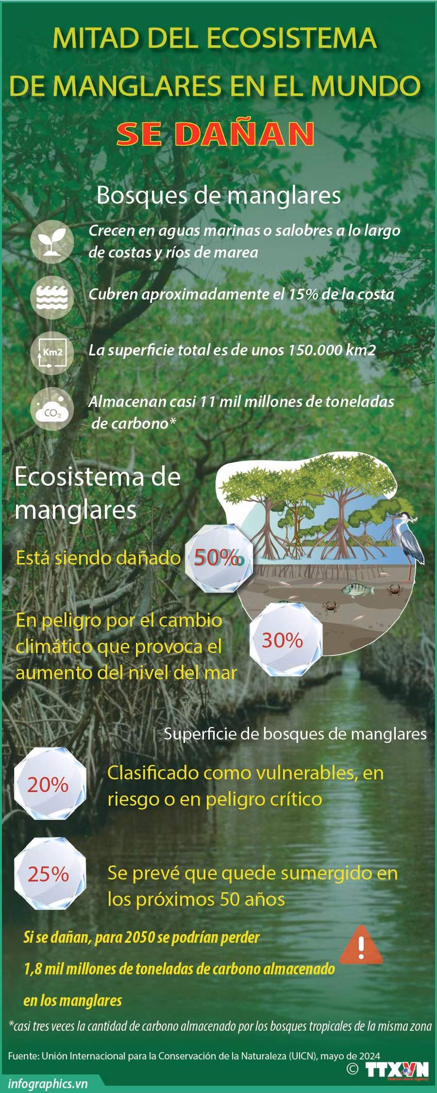 Mitad del ecosistema de manglares en el mundo se dañan ảnh 1