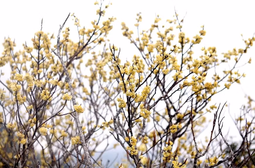 La cordillera de Bach Moc Luong Tu también tiene azaleas amarillas que a menudo crecen a una altitud de tres mil metros.