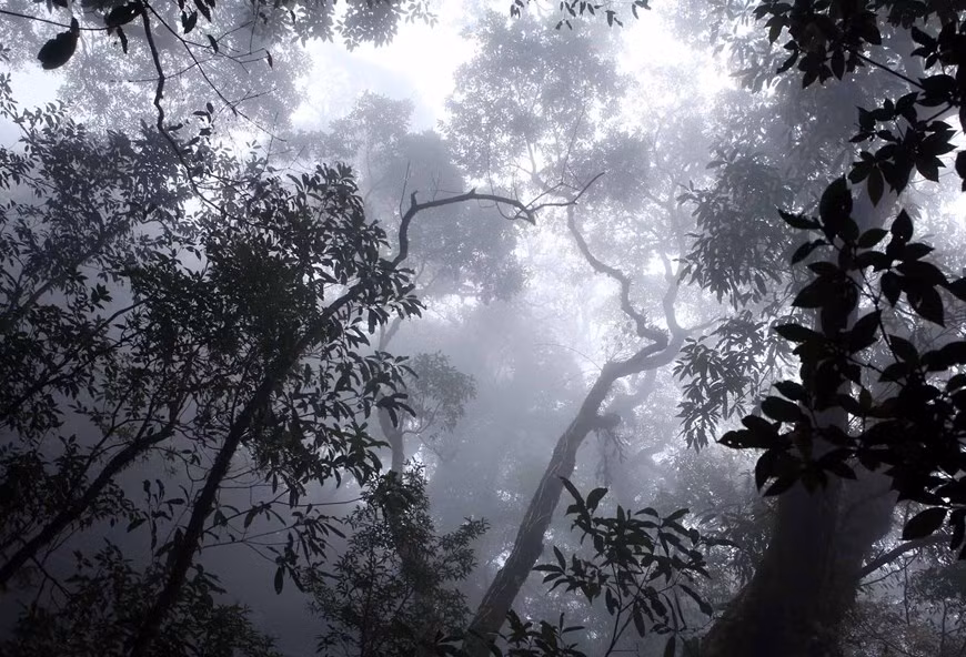 El bosque primitivo a una altitud de más de dos mil metros sobre el nivel del mar siempre está cubierto por nubes, lo que crea una escena misteriosa y fantasiosa.