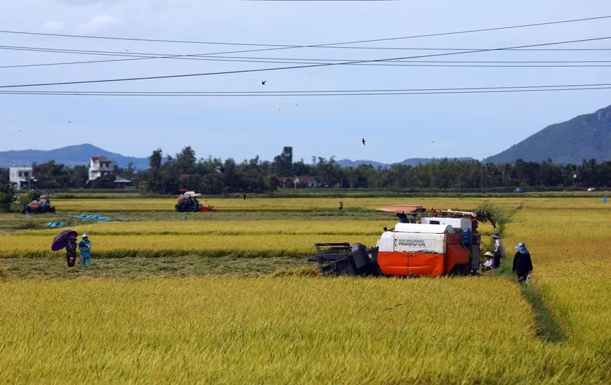La gente del distrito de Tay Hoa cosecha arroz.