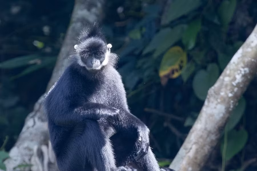 Una de las especies de primates protegidas en el Parque Nacional Cuc Phuong.