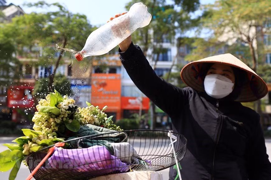 El precio de las flores de pomelo oscila entre 20 mil-30 mil por gramo. El precio de las flores de pomelo oscila entre 20 mil-30 mil por gramo.
