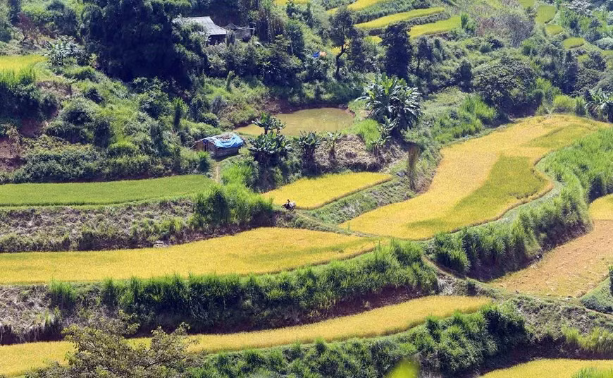 Campos de terrazas doradas en el distrito de Tam Duong de Lai Chau.