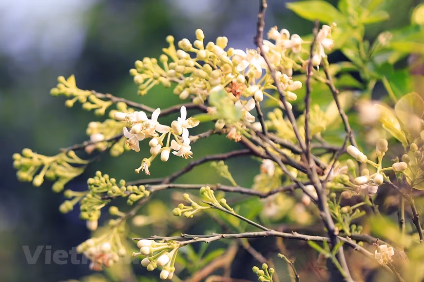 Las flores de pomelo también se utilizan para curar resfriados, tos, dolores de cabeza. Las flores de pomelo también se utilizan para curar resfriados, tos, dolores de cabeza.