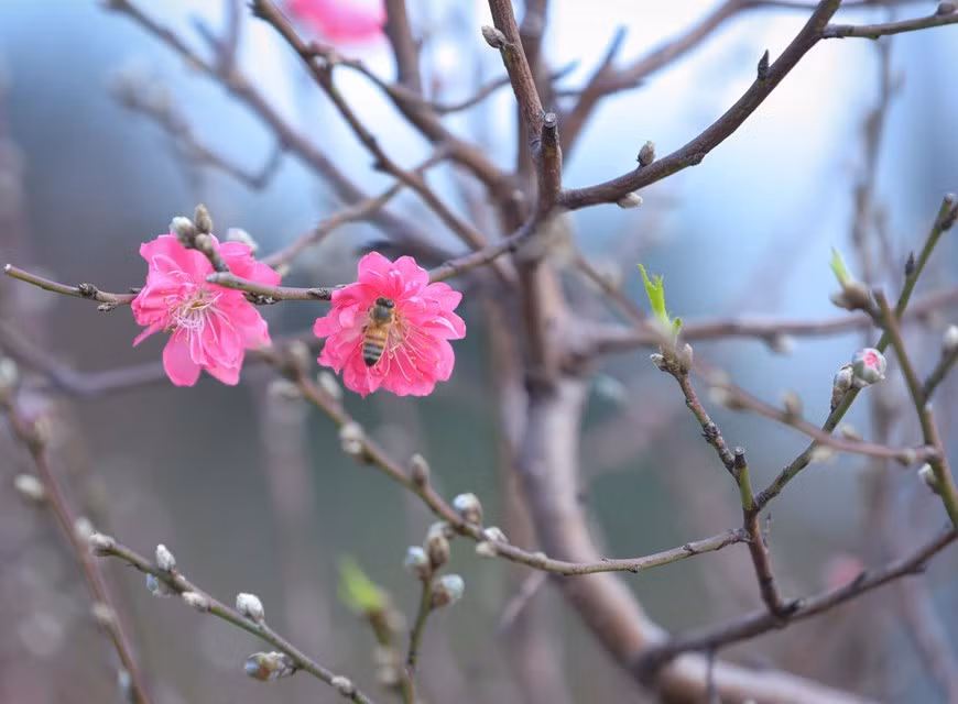 Flores de melocotón de Nhat Tan brotan. Flores de melocotón de Nhat Tan brotan.