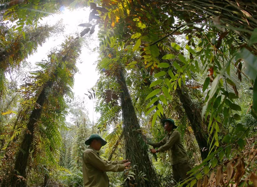 Los oficiales de la reserva natural de Lung Ngoc Hoang inspeccionan con frecuencia el bosque.