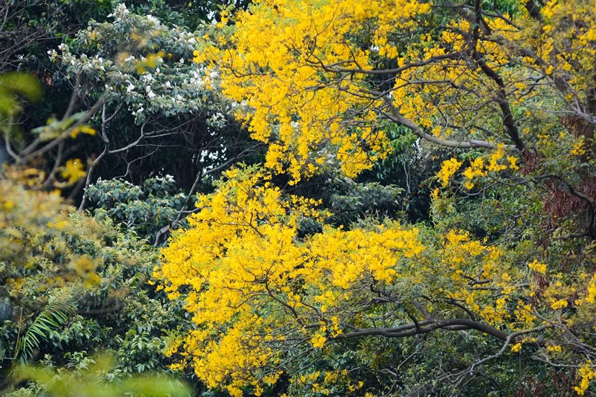 La flor Lim xet o flamboyán dorado muestra su color amarillo en medio del bosque.