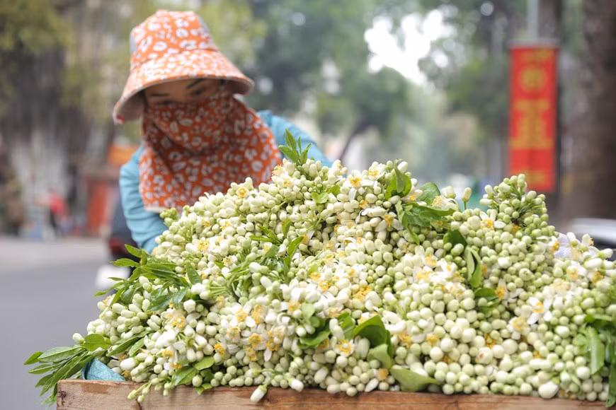 Flores de pomelo. Flores de pomelo.