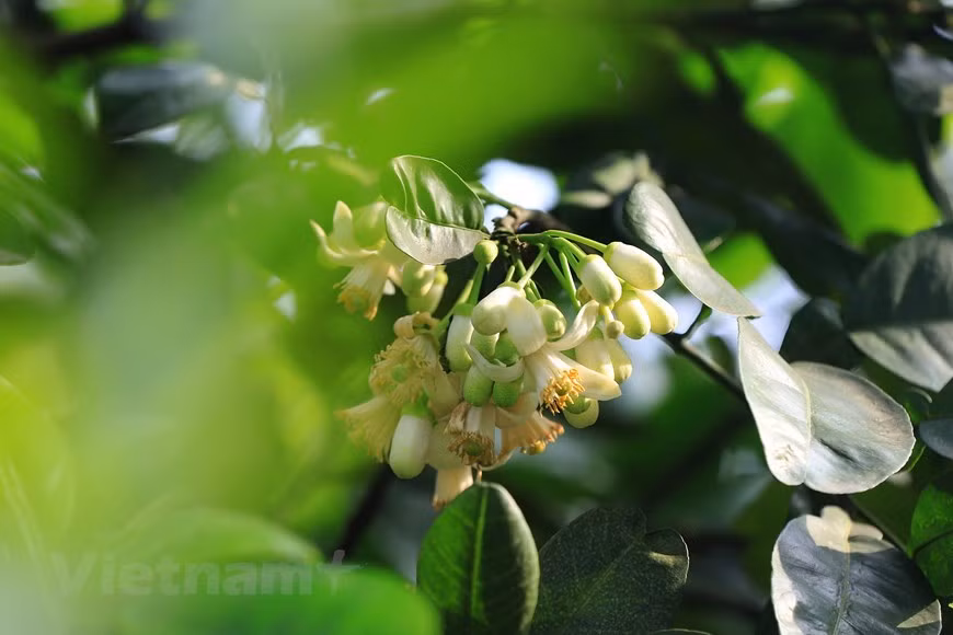 Las flores blancas embellecen las calles en Hanói y gustan mucho a los lugareños para decorar sus casas o marinar el té. Las flores blancas embellecen las calles en Hanói y gustan mucho a los lugareños para decorar sus casas o marinar el té.