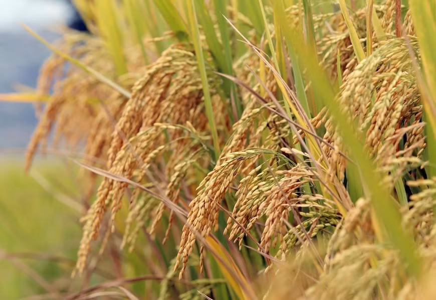 Las doradas flores del arroz indican una cosecha abundante.