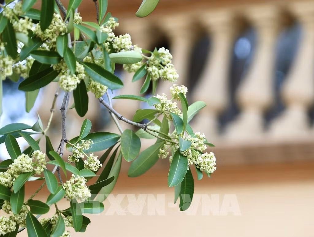 Hoa Sua, flor típica del otoño hanoyense.
